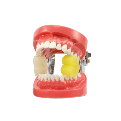 cale dentaire adulte